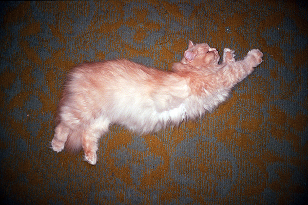 John Peter Askew. Ginger Cat